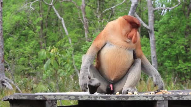 Proboscis Monkey Στο Τροπικό Δάσος Του Βόρνεο Μαλαισία — Αρχείο Βίντεο