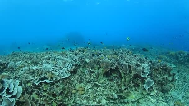 Pulito Blu Vita Sottomarina Con Molti Pesci Colorati — Video Stock