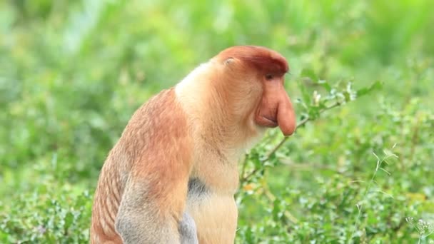 Proboscis Monkey Regnskogen Borneo Malaysia — Stockvideo