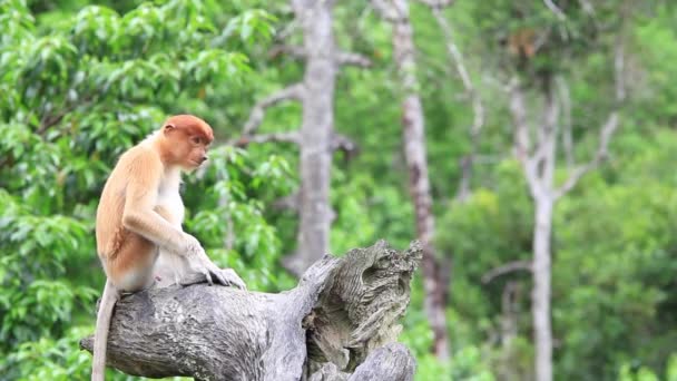 Mono Proboscis Selva Tropical Borneo Malasia — Vídeo de stock