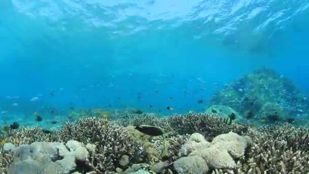 Limpiar Vida Submarina Azul Con Muchos Peces Colores — Vídeo de stock