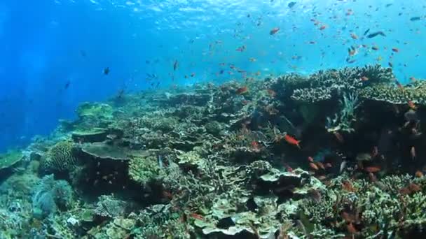 Bir Sürü Renkli Balıkla Temiz Mavi Sualtı Yaşamı — Stok video