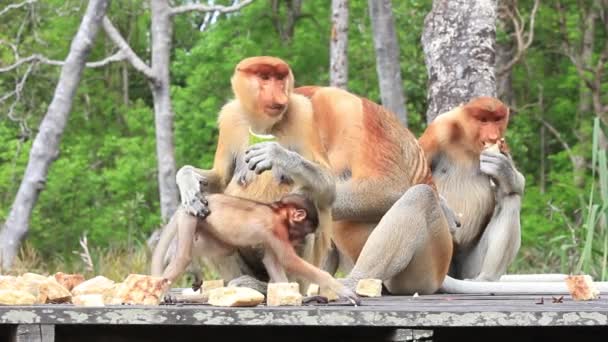 Proboscis Macacos Alimentação Santuário Animal Labuk Bay Bornéu Malásia — Vídeo de Stock