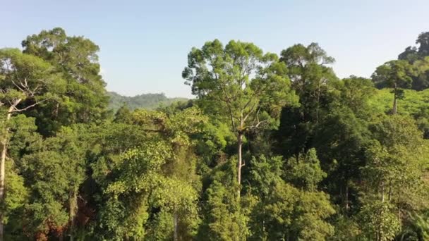 Hutan Bakau Dan Rawa Rawa Dan Sungai Dari Drone Udara — Stok Video