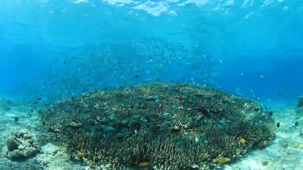Schoon Blauw Onderzees Leven Met Veel Kleurrijke Vissen — Stockvideo