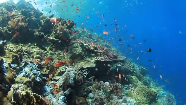 Bir Sürü Renkli Balıkla Temiz Mavi Sualtı Yaşamı — Stok video