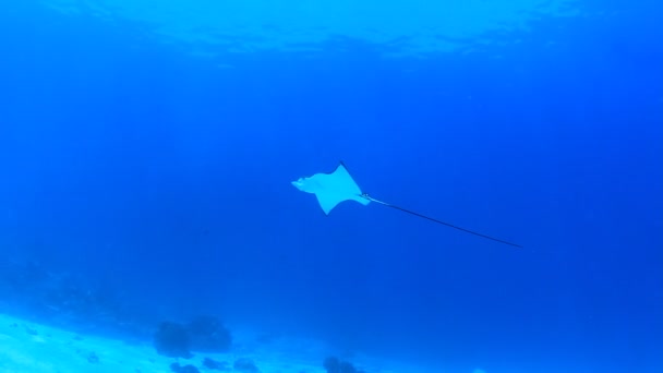 Stingray Dans Eau Mer Bleue Propre — Video