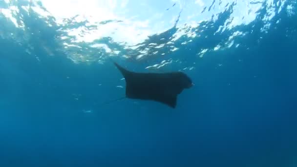Stingray Clean Blue Sea Water — Stock Video