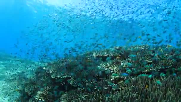 Чисте Блакитне Підводне Життя Багатьма Барвистими Рибами — стокове відео