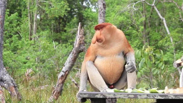 Proboscis Monkey Rainforest Borneo Malaysia — Stock Video