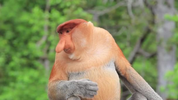 Scimmia Proboscide Nella Foresta Pluviale Del Borneo Malesia — Video Stock