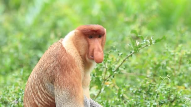 Scimmia Proboscide Nella Foresta Pluviale Del Borneo Malesia — Video Stock