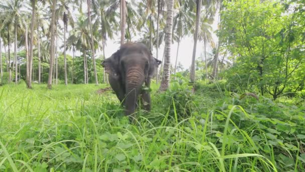 Ασιατικός Ελέφαντας Τρώει Πράσινο Γρασίδι Κάτω Από Φοίνικες — Αρχείο Βίντεο