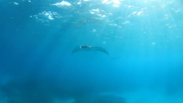 Stingray Dans Eau Mer Bleue Propre — Video