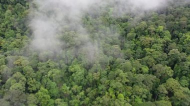 Yağmur ormanları ve bulutlar. Yağmur ormanlarının hava manzarası. Güneydoğu Asya 'da sis, sis ve dağlar