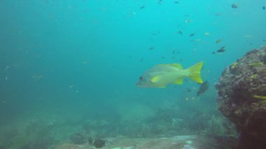 Bir sürü renkli balıkla temiz mavi sualtı yaşamı.