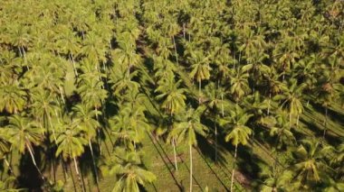 Tropikal yağmur ormanlarının kıyısındaki palmiye ağaçları. İnsansız hava aracının hava fotoğrafı, palmiye yağı endüstrisinin orman yağmuru ormanlarına verdiği çevresel hasarı gösteriyor.