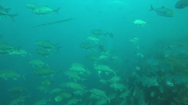 Bir sürü renkli balıkla temiz mavi sualtı yaşamı.