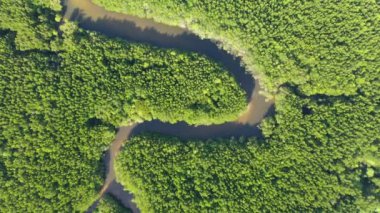 Mangrove ormanı, bataklık ve nehir, hava aracından.