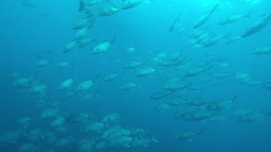 Bir sürü renkli balıkla temiz mavi sualtı yaşamı.