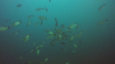 Bir sürü renkli balıkla temiz mavi sualtı yaşamı.