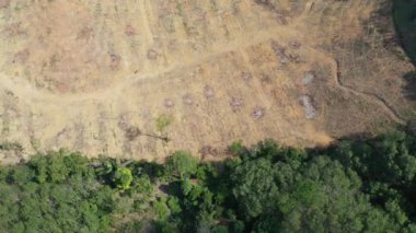 Ağaç kesme ya da ormanların yok edilmesi. Kereste endüstrisi için ağaçları kesiyor. 
