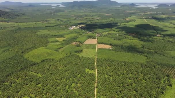 Piantagione Palme Olio Margini Della Foresta Pluviale Tropicale Foto Aerea — Video Stock