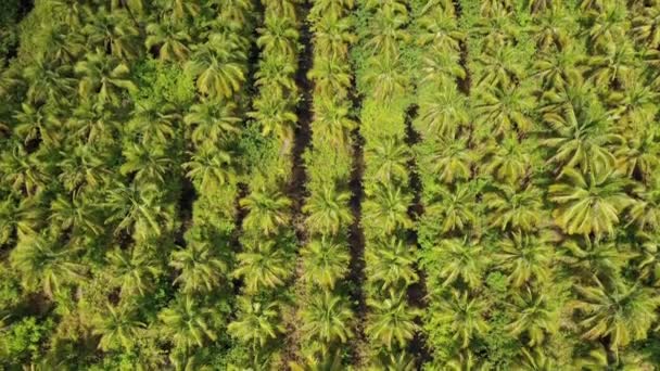 Piantagione Palme Olio Margini Della Foresta Pluviale Tropicale Foto Aerea — Video Stock