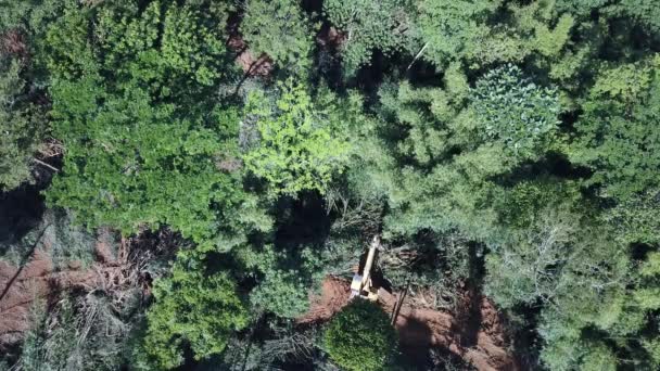 Deforestazione Sto Registrando Escavatore Abbatte Gli Alberi Nella Foresta Pluviale — Video Stock