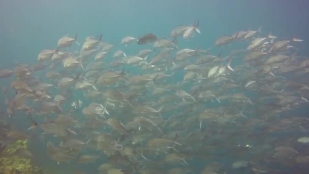 Čistý Modrý Podmořský Život Mnoha Barevnými Rybami — Stock video