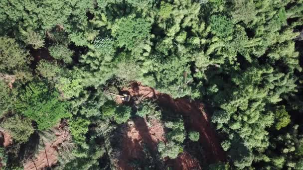 Deforestazione Sto Registrando Escavatore Abbatte Gli Alberi Nella Foresta Pluviale — Video Stock