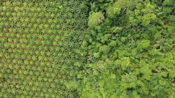 热带热带雨林边缘的油棕榈树种植园 无人驾驶飞机的空中照片 显示棕榈油工业对雨林的环境破坏 — 图库视频影像