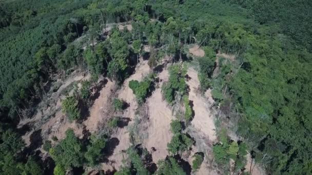 Abholzung Oder Abholzung Von Wäldern Bäume Für Die Holzindustrie Fällen — Stockvideo