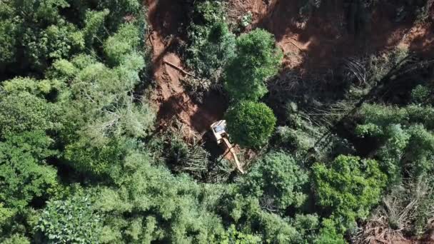 Entwaldung Holzeinschlag Bagger Fällt Bäume Regenwald Platz Für Ölpalmen Plantagen — Stockvideo