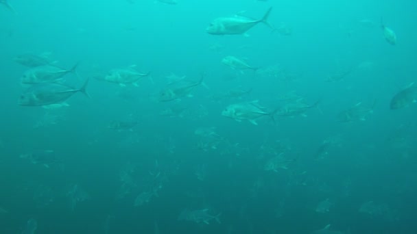 Καθαρό Μπλε Υποθαλάσσια Ζωή Πολλά Πολύχρωμα Ψάρια — Αρχείο Βίντεο
