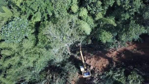 Desmatamento Registo Escavadeira Derruba Árvores Floresta Tropical Para Abrir Caminho — Vídeo de Stock