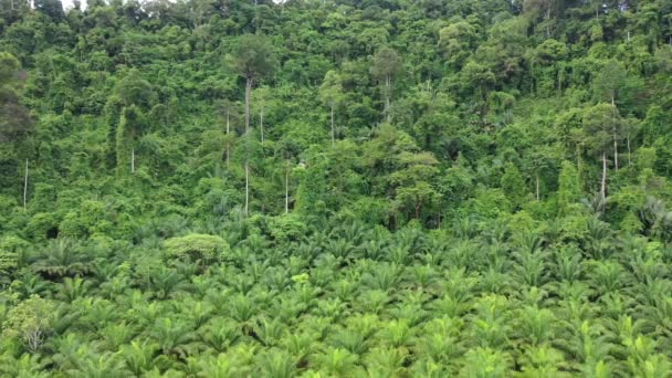 Plantation Palmiers Huile Bordure Forêt Tropicale Photo Aérienne Drone Montrant — Video