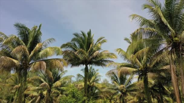 Tropische Kokospalmen — Stockvideo