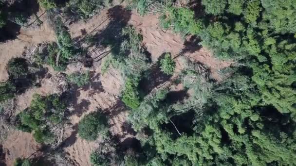 Registrazione Deforestazione Della Foresta Abbattere Gli Alberi Industria Del Legno — Video Stock