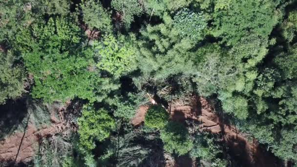 Desmatamento Registo Escavadeira Derruba Árvores Floresta Tropical Para Abrir Caminho — Vídeo de Stock