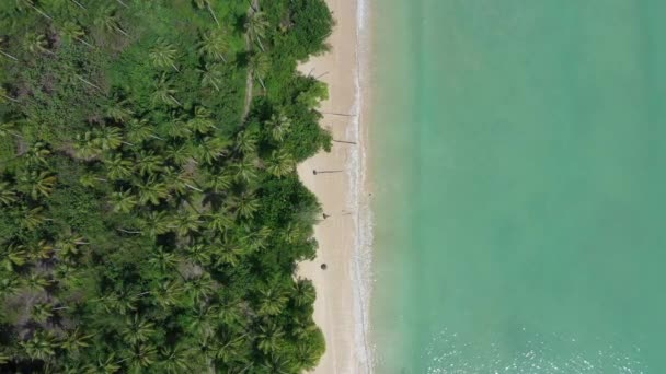 Tropikal Plaj Alçalan Hava Aracının Palmiye Ağaçları — Stok video