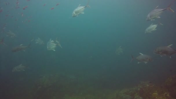 Limpe Vida Submarina Azul Com Muitos Peixes Coloridos — Vídeo de Stock