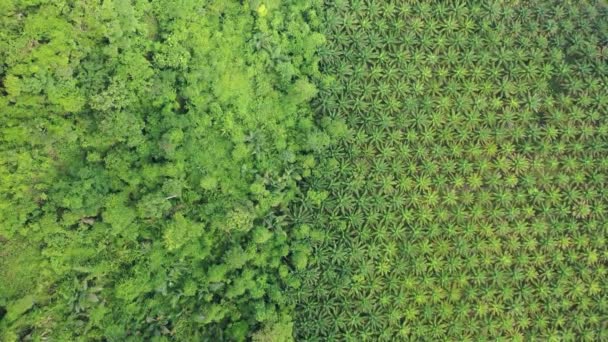 Piantagione Palme Olio Margini Della Foresta Pluviale Tropicale Foto Aerea — Video Stock