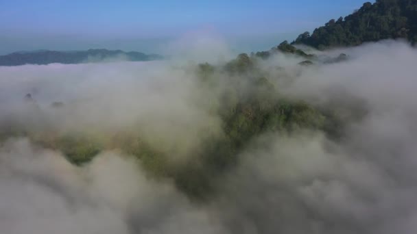 Selva Tropical Nubes Vista Aérea Selva Tropical Niebla Niebla Montañas — Vídeo de stock
