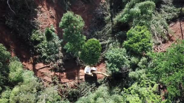 Deforestación Tala Excavadora Tala Árboles Selva Tropical Para Dar Paso — Vídeos de Stock