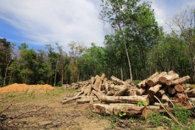 Kafkas dağının yaz aylarındaki havadan görünüşü. Ormanların tahrip konsepti