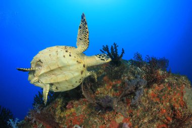 Doğal okyanus ortamında dev kaplumbağa.