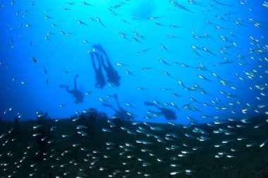 Mavi denizin derinliklerinde bir grup dalgıcın sualtı fotoğrafı.