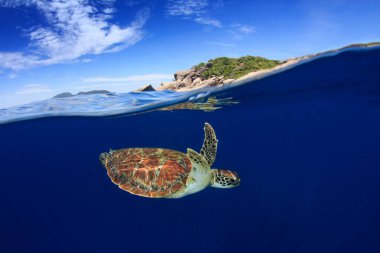 Doğal okyanus ortamında dev kaplumbağa.