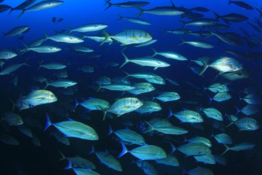 Derin mavi okyanusta sualtı manzaralı deniz sakinleri